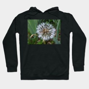 Wishes Hoodie